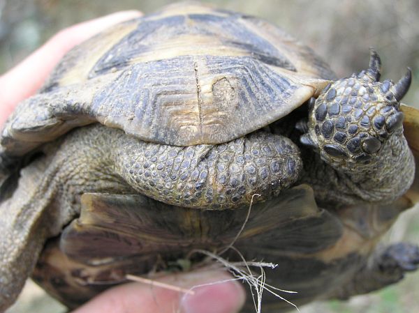 Testudo graeca