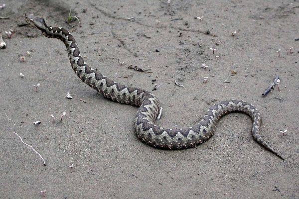 Vipera ammodytes