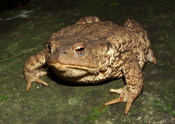 Bufo bufo