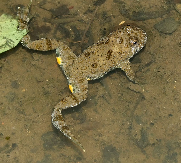 Bombina variegata