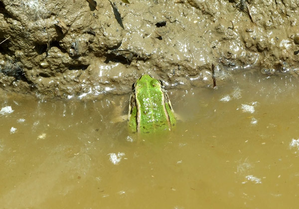 Pelophylax/Rana sp.