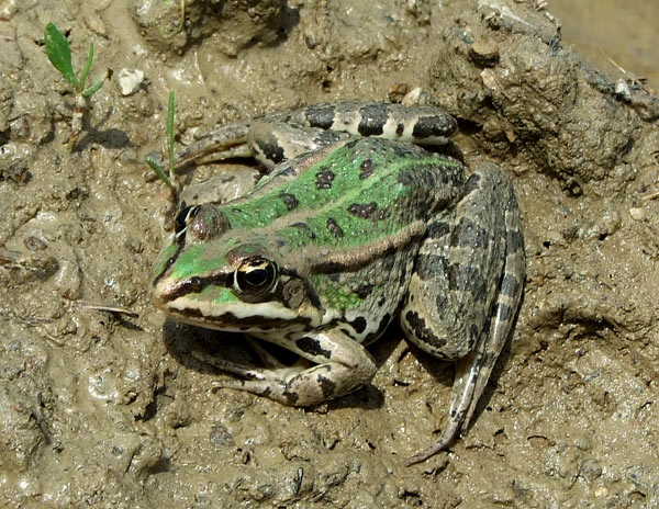 Pelophylax/Rana sp.