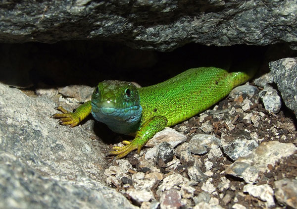 Lacerta viridis Lacerta viridis