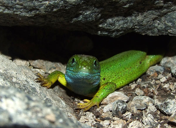 Lacerta viridis