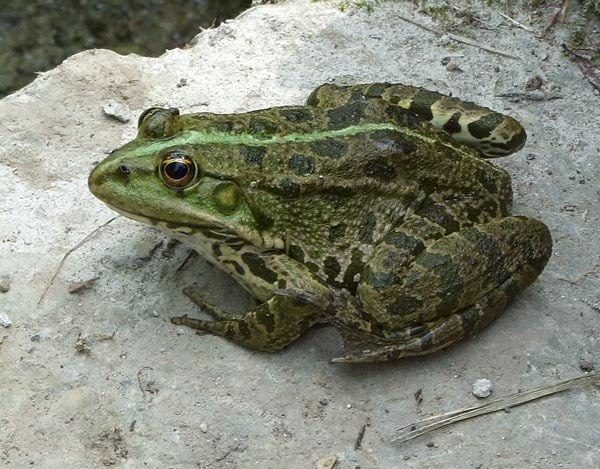 Pelophylax ridibundus