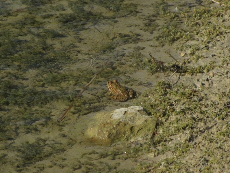 Pelophylax cretensis