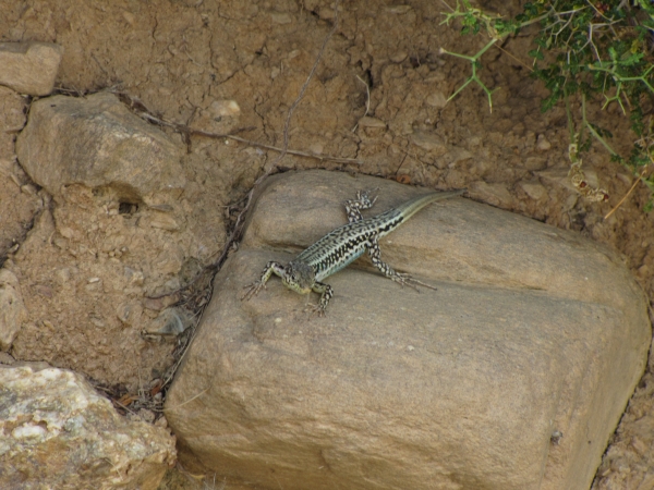 Podarcis cretensis