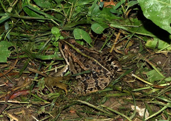 Pelophylax ridibundus