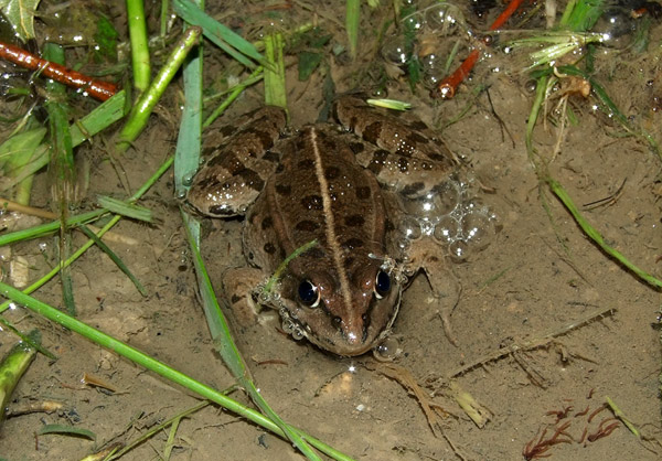 Pelophylax ridibundus