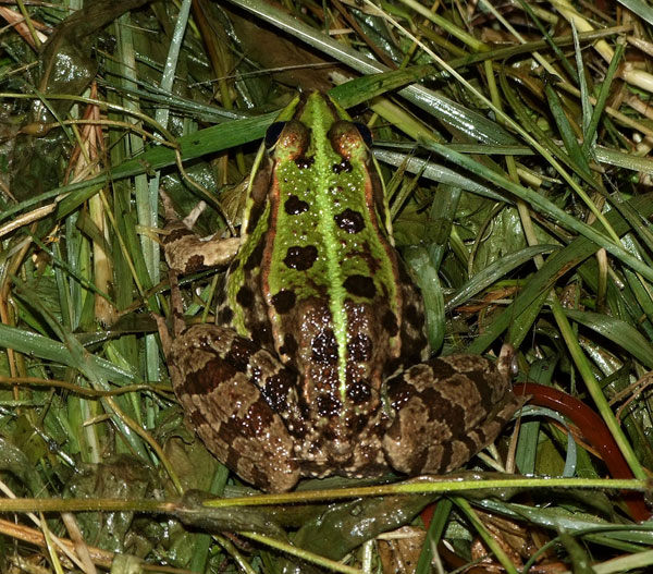 Pelophylax/Rana sp.