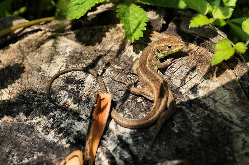 Lacerta viridis