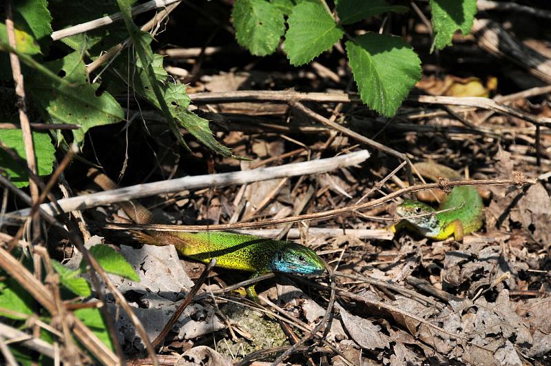 Lacerta viridis