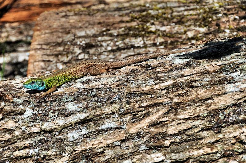 Lacerta viridis