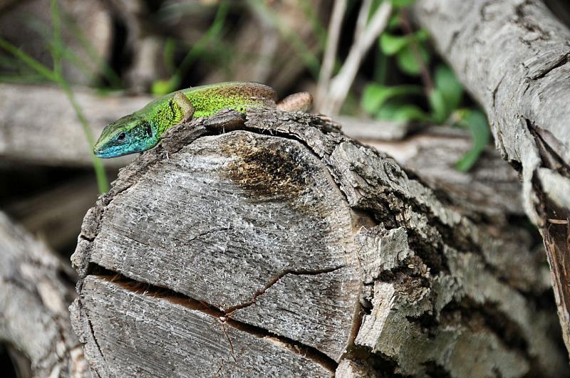 Lacerta viridis