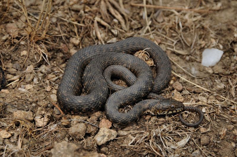 Natrix tessellata