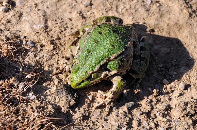 Pelophylax bedriagae