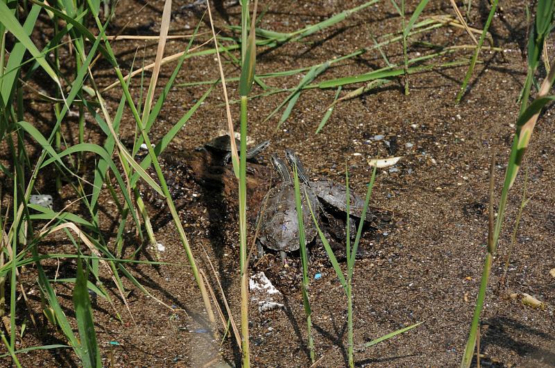 Mauremys rivulata