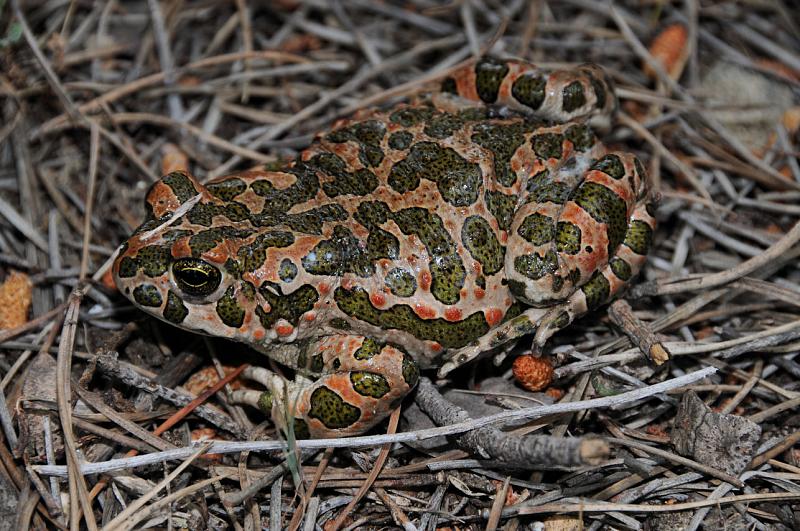 Pseudepidalea viridis