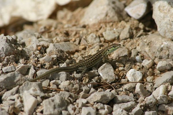 Podarcis siculus