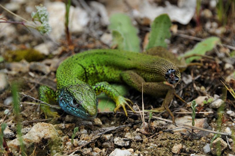 Lacerta viridis