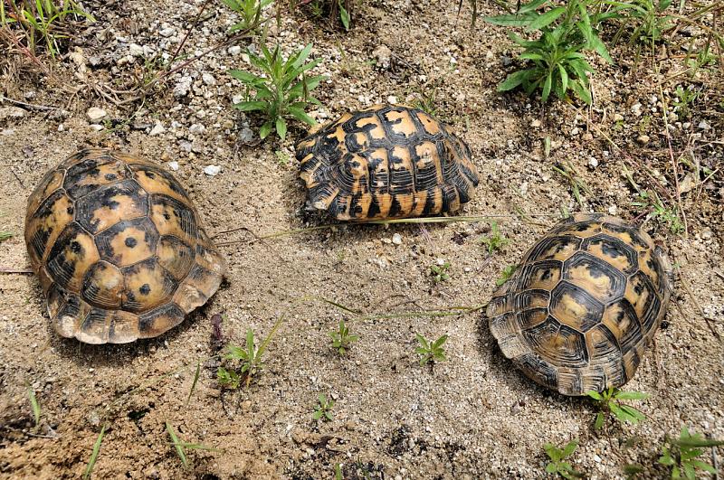 Testudo graeca