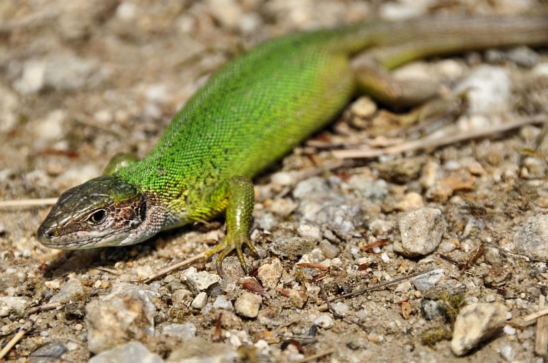 Lacerta viridis