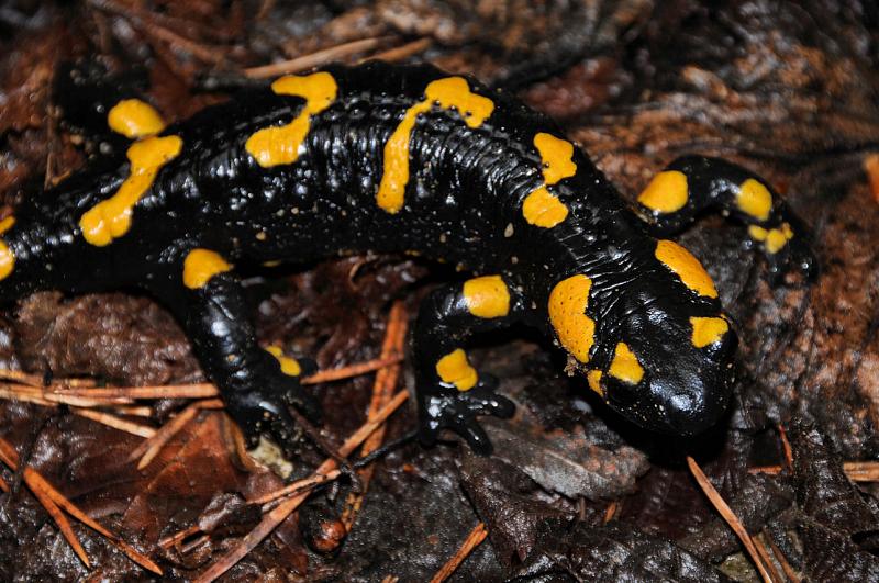 Salamandra salamandra