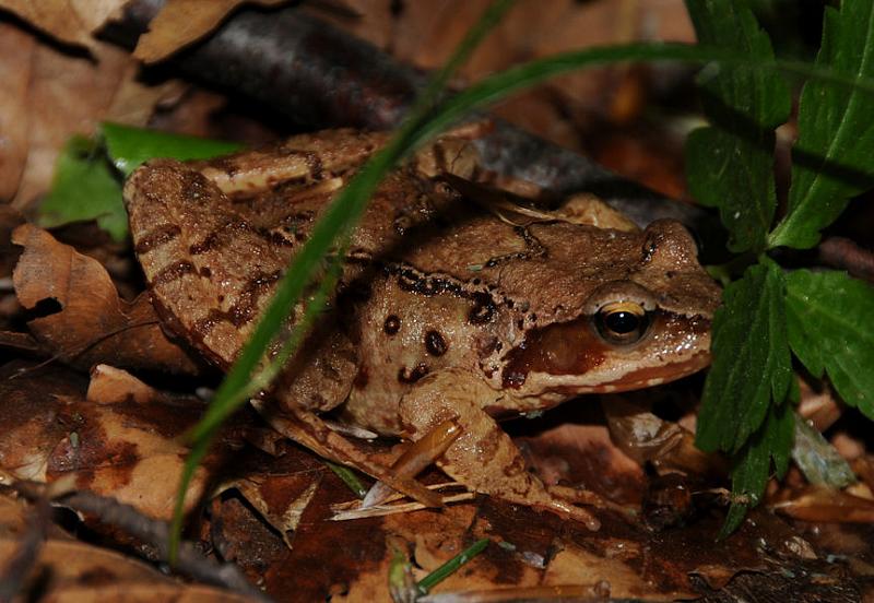 Rana temporaria