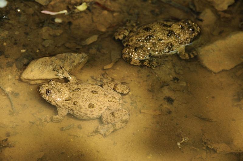 Bombina variegata