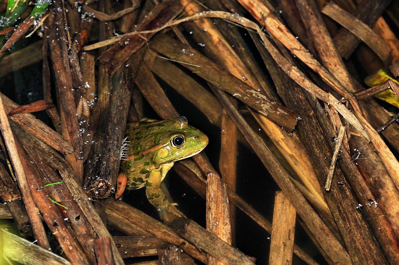 Pelophylax ridibundus