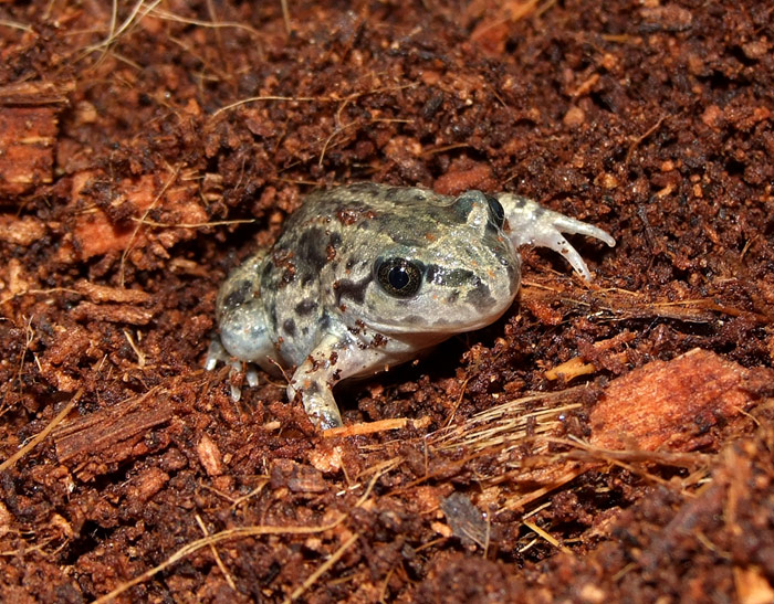 Pelobates fuscus