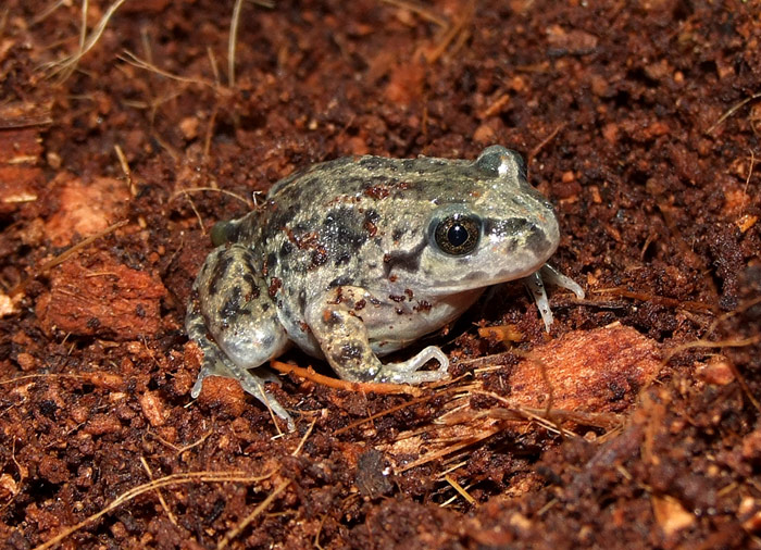 Pelobates fuscus