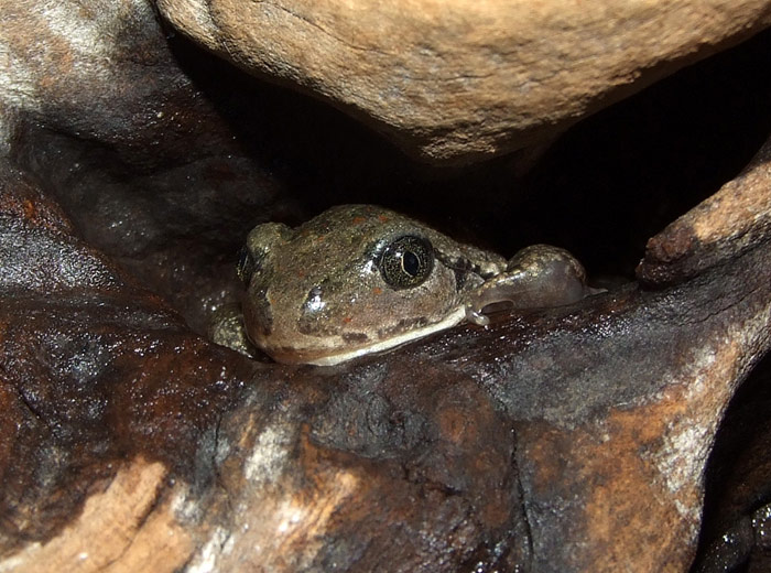 Pelobates fuscus