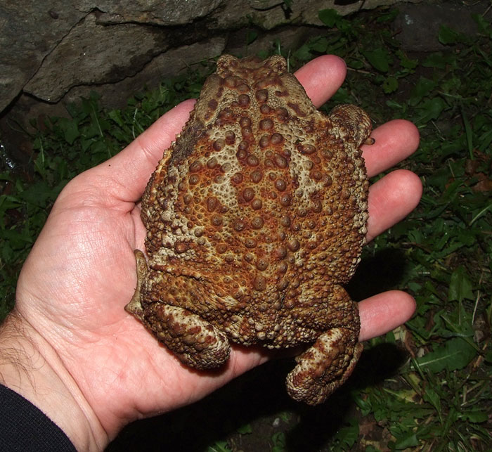 Bufo bufo