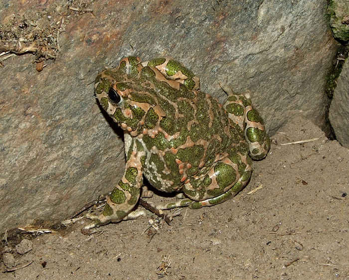 Pseudepidalea viridis