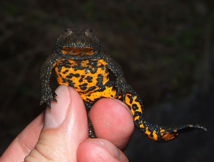 Bombina variegata