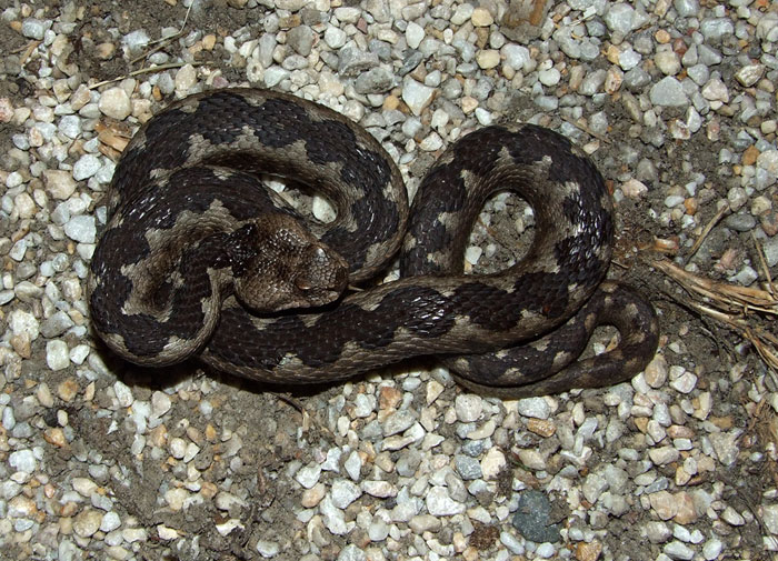 Vipera ammodytes