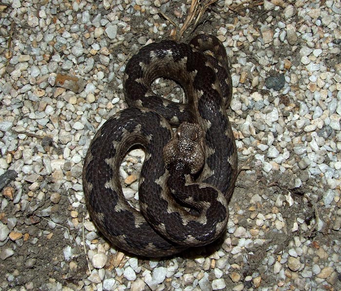 Vipera ammodytes