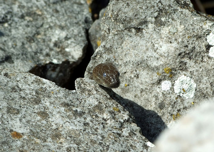 Natrix tessellata