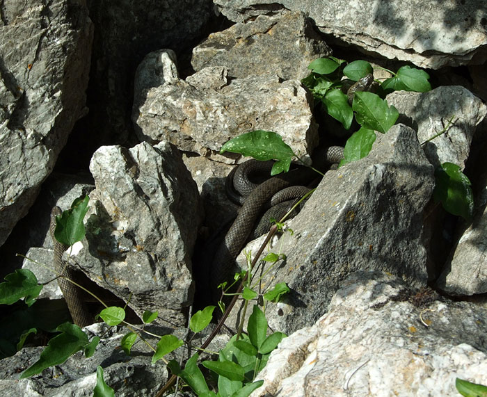 Natrix tessellata