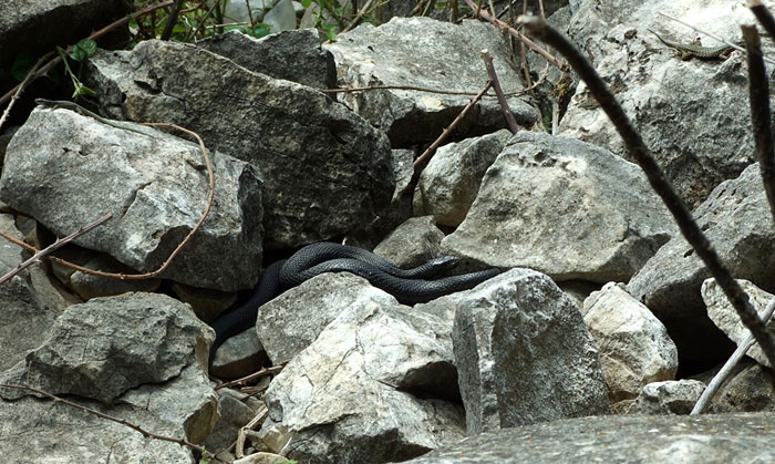 Natrix tessellata