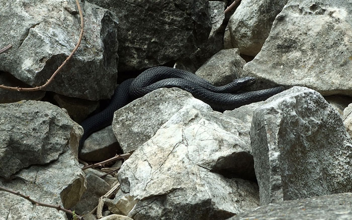 Natrix tessellata