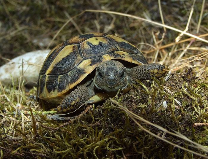 Testudo hermanni