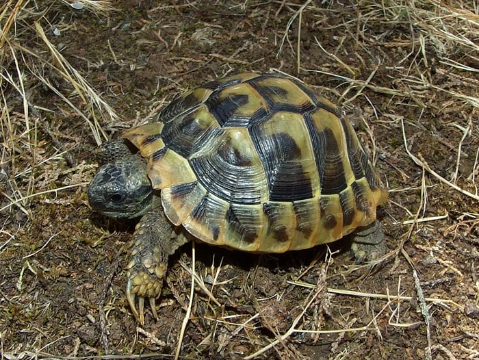 Testudo hermanni