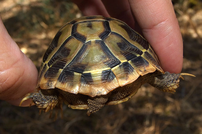 Testudo hermanni