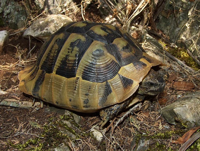 Testudo hermanni