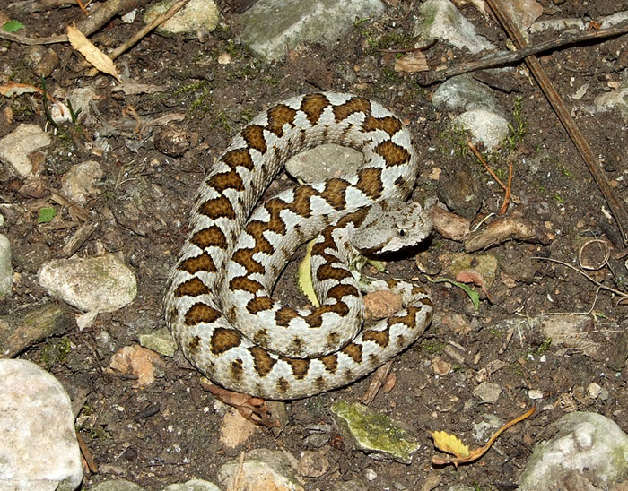 Vipera ammodytes