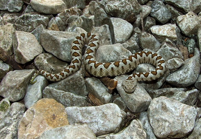 Vipera ammodytes