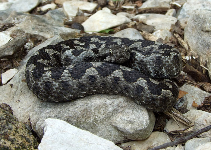 Vipera ammodytes