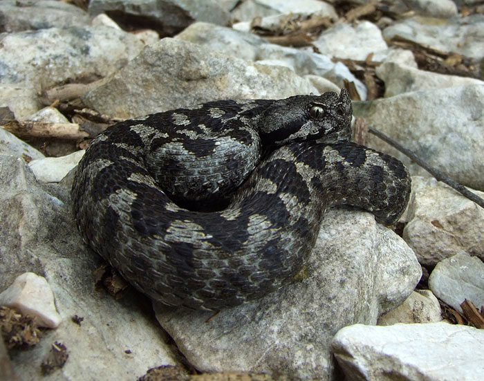 Vipera ammodytes